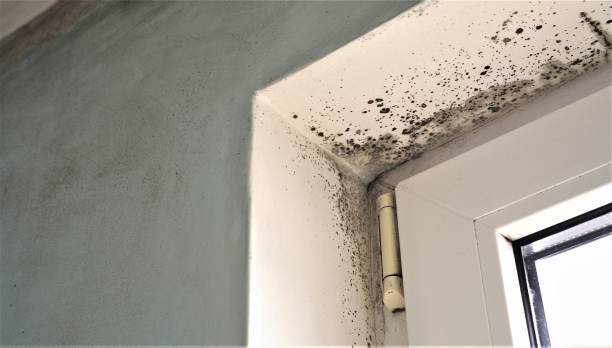 Mold Odor Removal Services in Oxford, MS