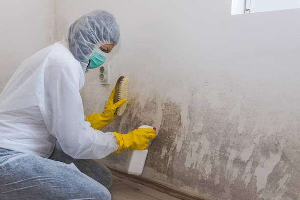 Biohazard Mold Removal in Oxford, MS