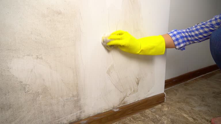 Best Mold Damage Restoration  in Oxford, MS