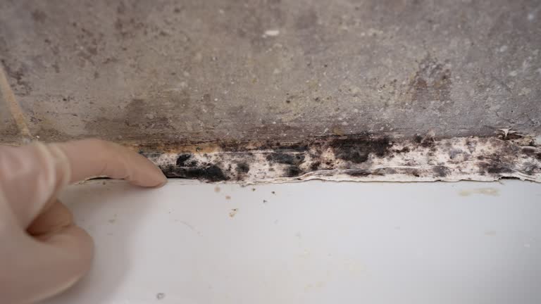 Best Mold Prevention Services  in Oxford, MS